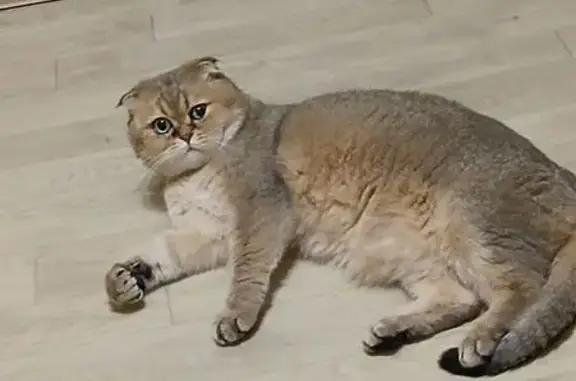 Пропала кошка, ул. Красная Змеёвка, 6