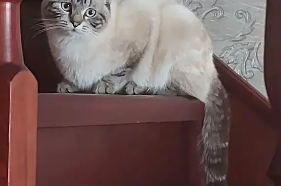 Пропала кошка, Казань, Ежевичная 9