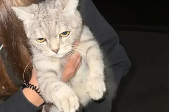 Найдена кошка, Чебоксары, фото: Кошка найдена: ул. 50 лет Октября, 3, Чебоксары