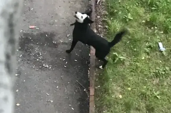 Собака найдена на Лермонтова, 285, Иркутск