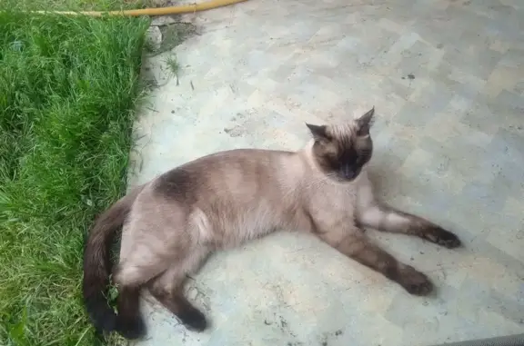 Пропала кошка, Бобровский