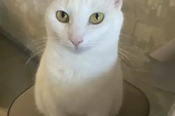 Пропала белая кошка, пр. Королёва, 44к1