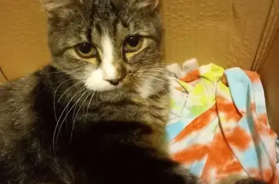 Найдена кошка, Гостилицкое сельское поселение, фото: Кошка с котятами найдена, Солнечная ул.