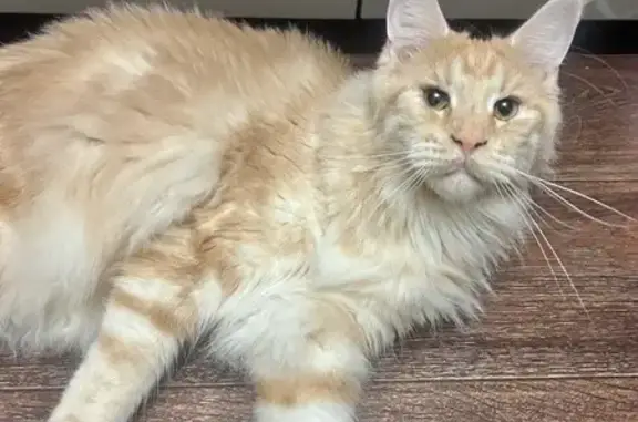 Кошки потеряшки, Иркутск, фото: Потеряшка кот, бульвар Постышева 16, Иркутск