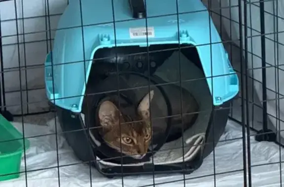 Найдена кошка, , фото: Абиссинская кошка найдена: Южнобережное ш.