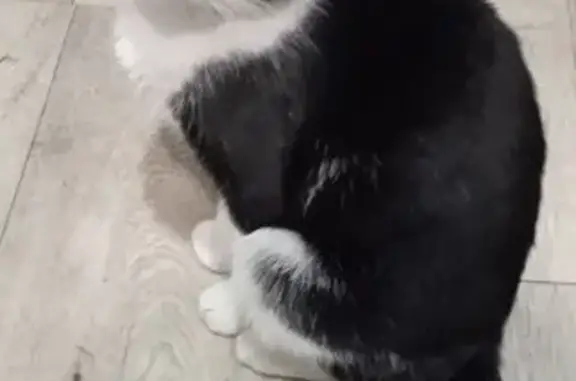 Найдена кошка, Альметьевск, фото: Кот найден: ул. Шевченко, 108, Альметьевск