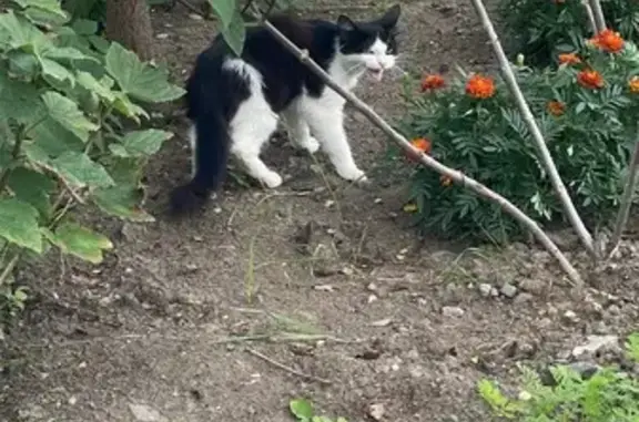 Кошка найдена: Озёрный тупик, Надеждинское