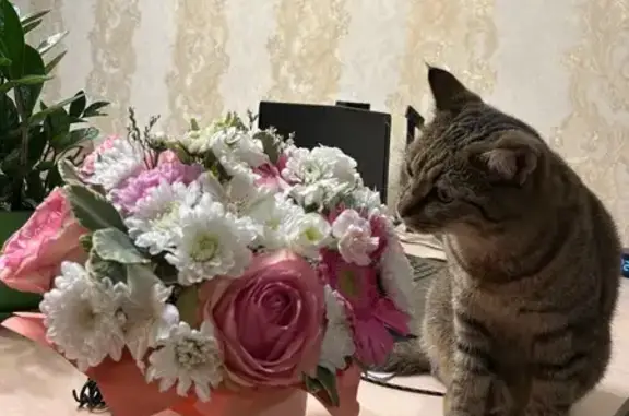 Пропала кошка, ул. Шпачека 16Б, Иркутск