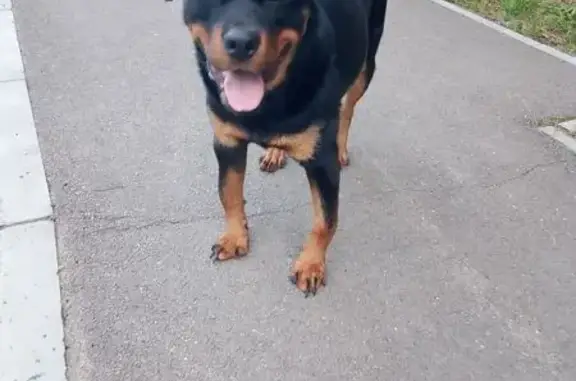 Найдена собака, , фото: Собака найдена: Центральная ул., Мининский