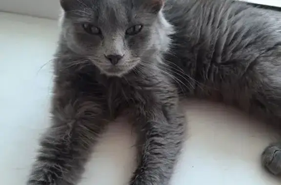 Найдена кошка, Березники, фото: Найдена кошка, ул. Пятилетки 99, Березники