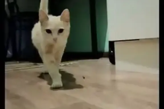 Кошка найдена, Червишевский тракт, Тюмень