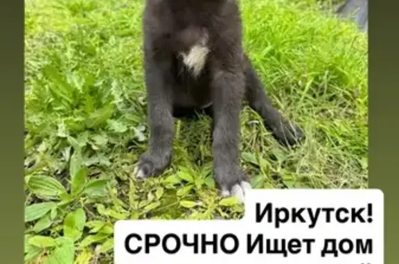 Щенок найден: Красноказачья ул. 103/1