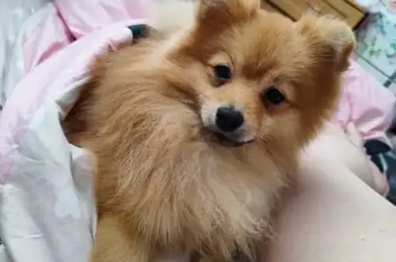 Пропала собака Арчик, Воздвиженка, ПК