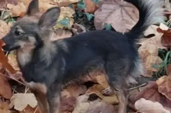 Собаки потеряшки, Сочи, фото: Потеряшка собака, Белая ул. 12, Сочи