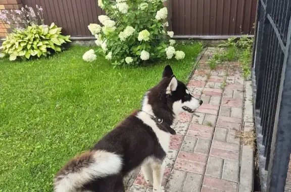 Собака найдена на ул. Мичурина, Тула