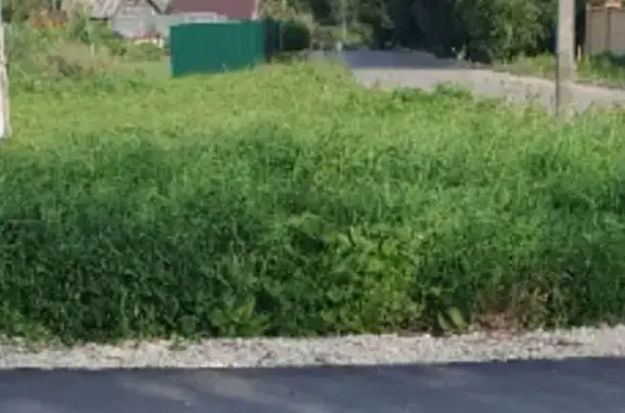 Найден Джек-рассел в Богослово, Владимирская обл.