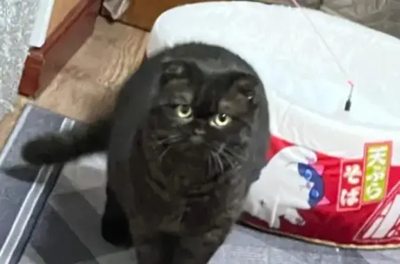 Кошки потеряшки, Петропавловск-Камчатский, фото: Потеряшка кошка, ул. Космонавтов, 55, Петропавловск