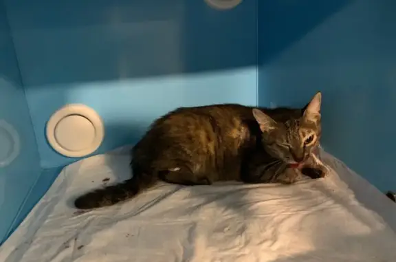 Найдена кошка, Москва, фото: Кошка найдена: 1-я Радиаторская, 11, Москва