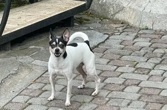 Найдена собака, Юбилейная 1, Родники