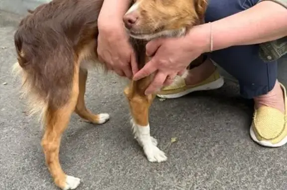 Щенок найден: пр. Мира, Омск