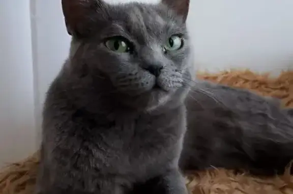 Кошки потеряшки, Рославль, фото: Потеряшка серая кошка, ул. Комсомольская 127А