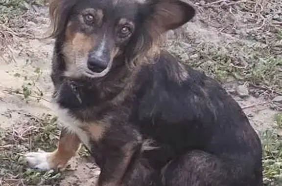 Найдена собака, , фото: Найдена собака с щенками, ул. М. Горького