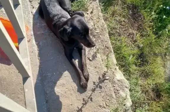 Щенок найден: Ореховская ул. 101, Н. Новгород