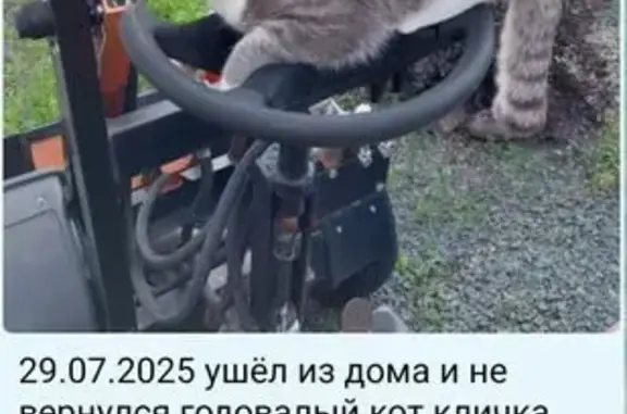 Кошки потеряшки, Каменка, фото: Потеряшка кот Сэм, Каменка, мкр. Близкий 8