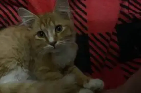 Найдена кошка, Суздаль, фото: Котенок найден: ул. Ленина, 63, Суздаль