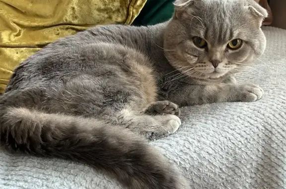Пропал кот, Неглинный пер., 2, Переславль
