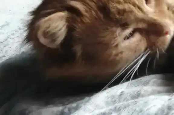 Кошки потеряшки, Воскресенск, фото: Потеряшка кошка, ул. Чапаева 4/1, Воскресенск