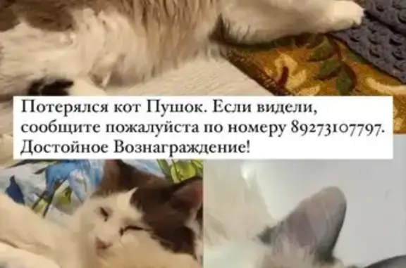 Пропала кошка, Российская ул. 82/2, Уфа
