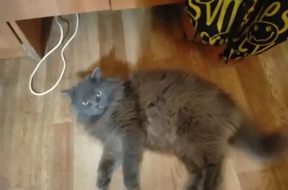 Потерянные животные Ноябрьск, фото: Пропала кошка, ул. Изыскателей, 36