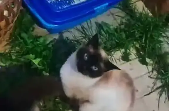 Найдена кошка, Грибцово, фото: Кот найден в Грибцово, Прудная 38