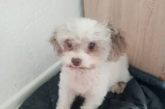 Собака найдена: Удмуртская 34, Волгоград