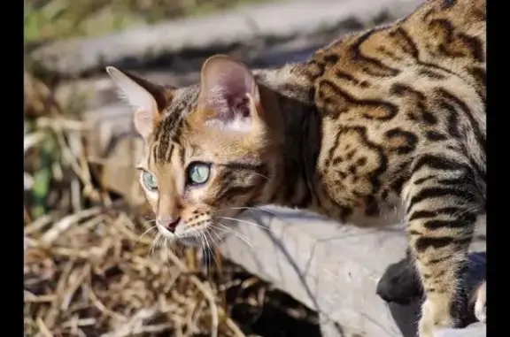 Пропала кошка, А-120, Кировское 