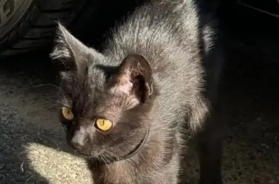 Найдена кошка: ул. Тухачевского, 21/2