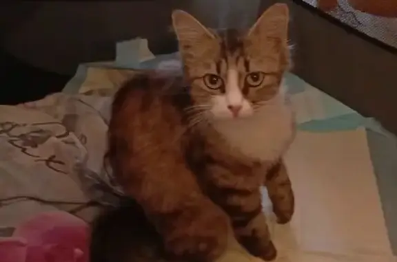 Найдена кошка, Митино, Тверская обл.