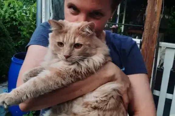 Кошки потеряшки, , фото: Потеряшка кот Персик, МО
