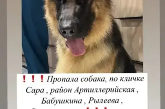 Пропала собака Сара, ул. Артиллерийская 218