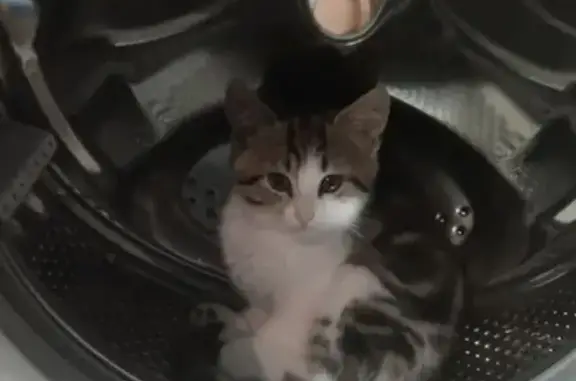 Потерянные животные Черняховск, фото: Пропала кошка, ул. Чапаева 30а/20, Черняховск