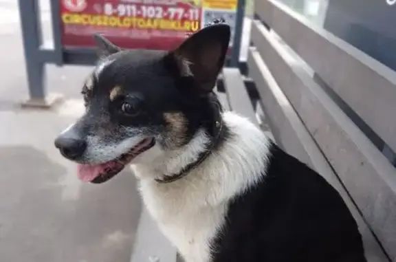 Собака найдена: ул. Твардовского, 20, Смоленск