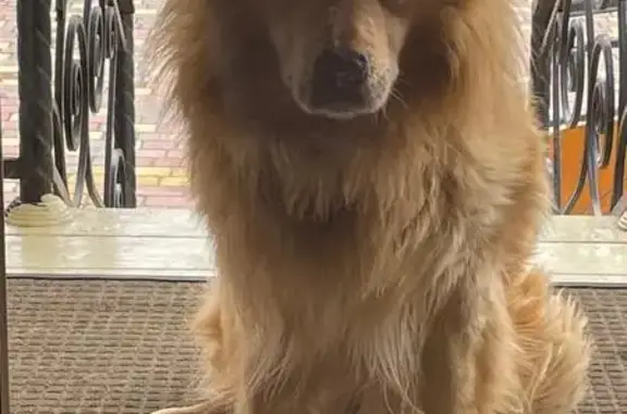 Собаки потеряшки, Тамбов, фото: Потеряшка собака, ул. Куйбышева, 84, Тамбов