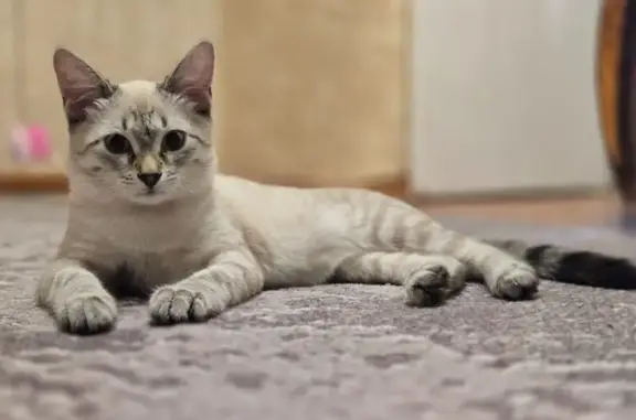 Кошки потеряшки, Калуга, фото: Потеряшка кошка Шпуля, Турынинская 4, Калуга