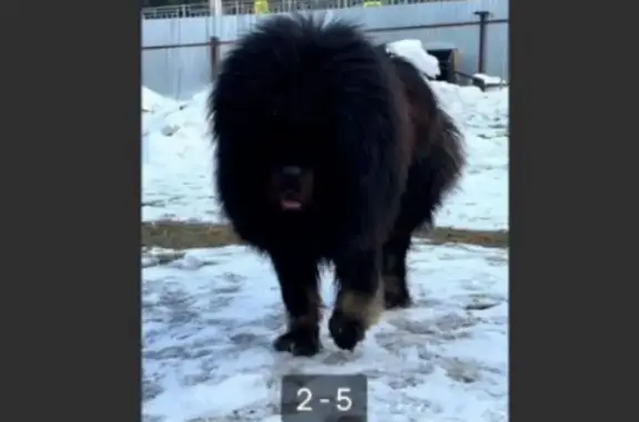 Собаки потеряшки, Черемхово, фото: Потеряшка собака, Магистральная 21, Черемхово