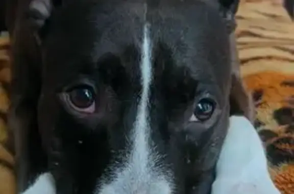 Ставрополь: найдена собака, ул. Матросова 24А