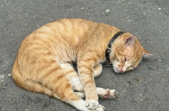 Найдена кошка, Москва, фото: Кошка найдена: 8-я ул. Текстильщиков, 13 к2
