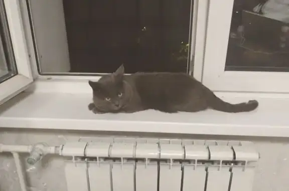 Найдена кошка, ул. Бирюзова 29, Рязань