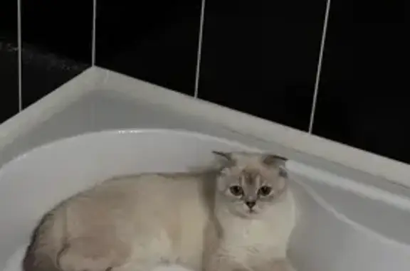 Кошки потеряшки, Смоленская область, фото: Потеряшка кошка, д. Козловка, ул. Мира