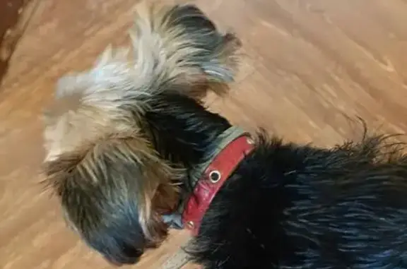 Йоркширский терьер найден, ул. Переселенческая, 44